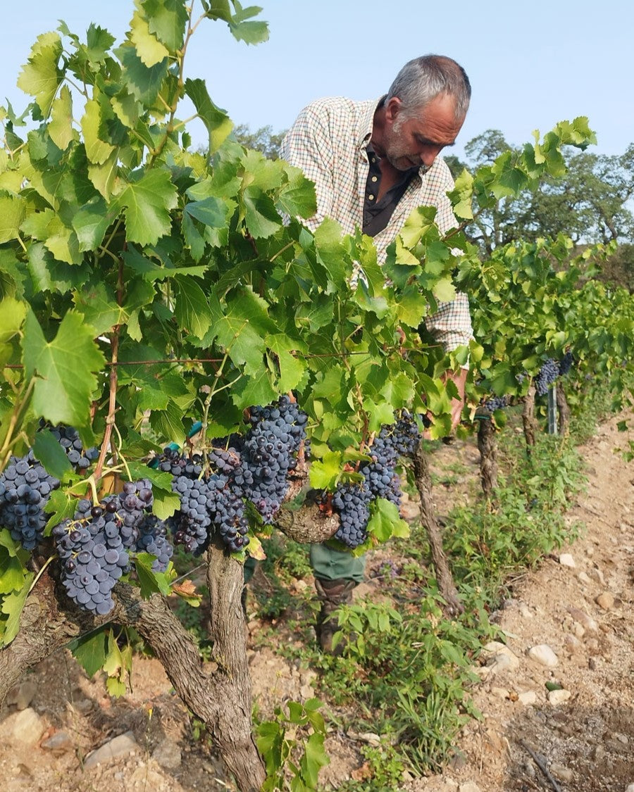 EMPORDÁN NATURAL TINTO | DEMONTRE 2022